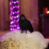 6 Pack Halloween Black Feathered Crows Realistic Party Home Decorations